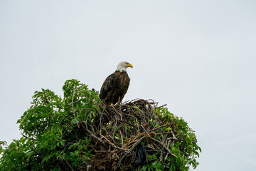 Adult Bad eagle in green nest
