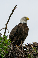 Adult Bad eagle in green nest
