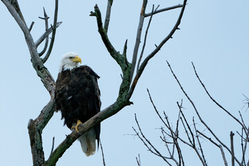 Adult eagle perched on a branch