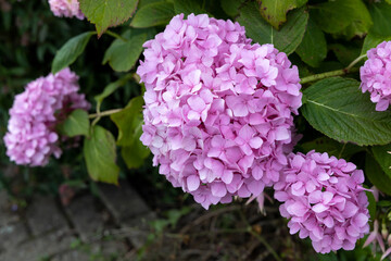 Pink Hydrangea in full bloom in a garden in East Grinstead