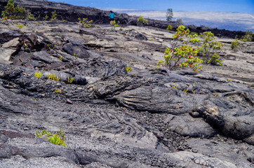 Lava desert with black solidified magma rocks form fertile ground for tropical vegetation and...