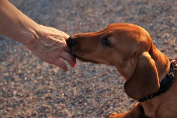 A cute young dachshund smelling and licking a hand of a stranger outdoors.