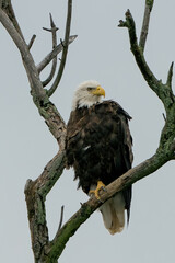 Adult eagle perched on a branch