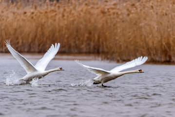 View of mute swan or Cygnus olor take wing on water