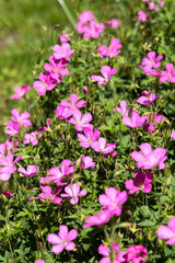 Pink Geranium flowering profusely in a garden in East Grinstead