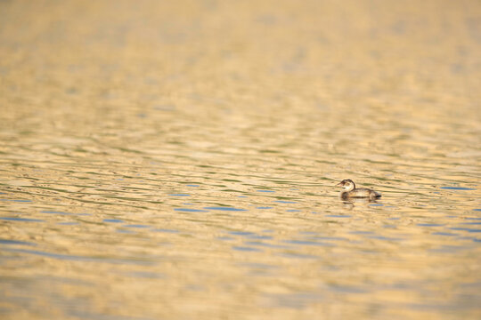 รูปภาพMirandornithes เลือกดูภาพถ่ายสต็อก เวกเตอร์ และวิดีโอ114