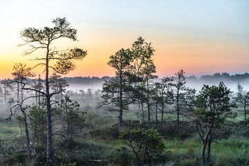 Fototapeta na wymiar Sunrise over the swamp
