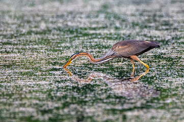 Purple heron wading in the pond