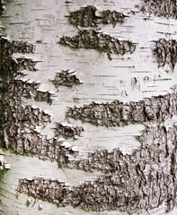 Mature birch bark in natural summer light