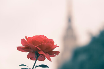 Blossoming red rose on the city background. Summer natural background