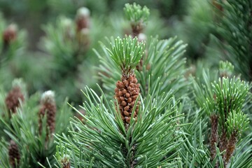 Pine cones of pinus mugo in the garden closeup