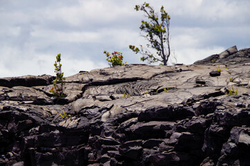 Lava desert with black solidified magma rocks form fertile ground for tropical vegetation and...