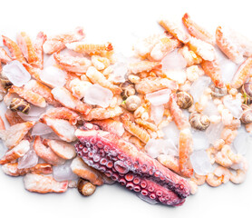 assortment of frozen seafood on ice cubes, shrimps, Babylonia areolata shellfish snails, langoustines, rich in iodine, antioxidants and vitamin, close up