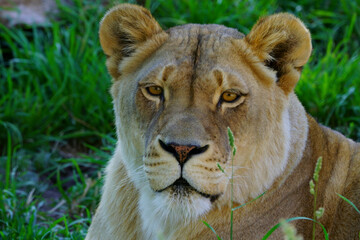 Lioness