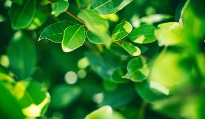 Green foliage with bokeh and sun shine, abstract natural background and texture - obrazy, fototapety, plakaty