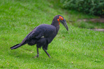 The southern ground hornbill (Bucorvus leadbeateri  formerly known as Bucorvus cafer), is one of two species of ground hornbill, which are both found solely within Africa, and is the largest species © Karel