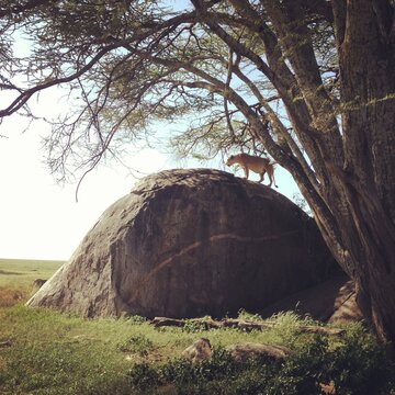 Lion Climbing On A Rock