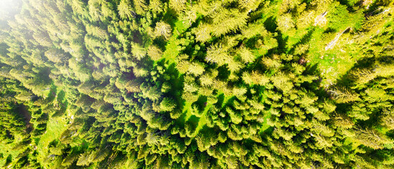 Aerial view of beautiful mountain trees in summer season