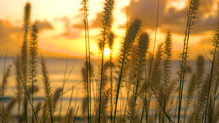 MACRO: Stalks of grass and reeds sway in the ocean breeze at golden sunset.