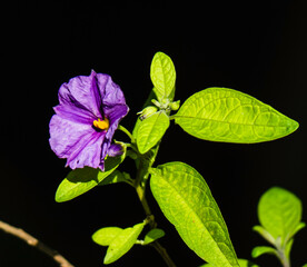 Violet bell blossom with black background