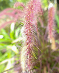 Obraz premium purple pennisetum close up
