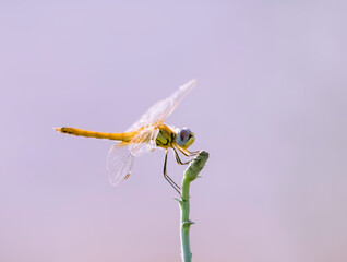 Dragonfly with blue background from the sky