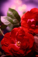 red rose on a black background