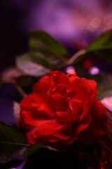 pink rose on a black background