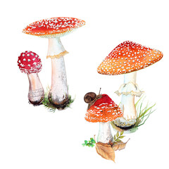 Watercolor fly agaric mushrooms. Green grass and soil. Isolated on white background. 