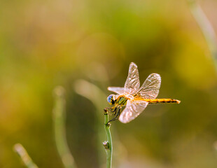 Dragonfly in a twig resisting the wind in the rice paddy