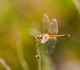 Dragonfly with wings outstretched against the wind