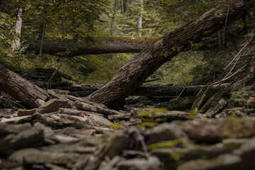 tree in the forest