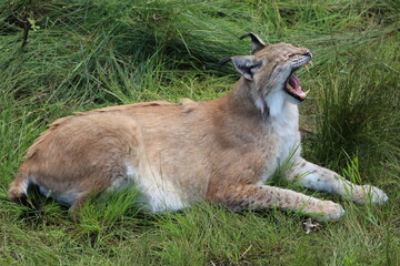 Lynx in grass