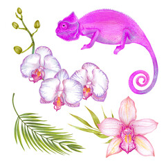 Watercolor tropical set of colorful chameleons, flowers and leaves. Orchid flowers, areca palm, bamboo leaves