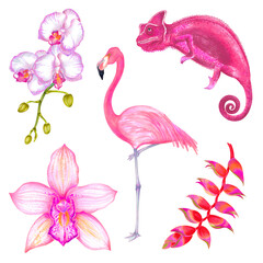 Watercolor tropical set of bird, chameleon, flowers and leaves. Flamingo, orchid flowers, heliconia flower, chameleon