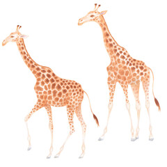 Obraz na płótnie Canvas Watercolor cute realistic illustration of giraffes