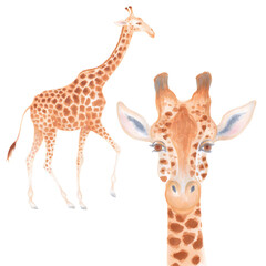 Fototapeta premium Watercolor cute realistic illustration of giraffes