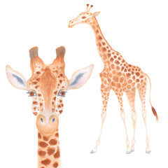 Obraz premium Watercolor cute realistic illustration of giraffes