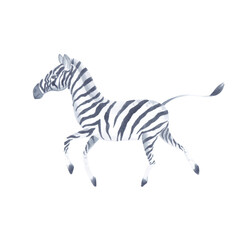 Watercolor  cute realistic illustration of zebra.