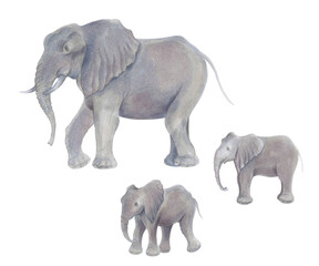 Fototapeta premium Watercolor marker cute realistic illustration African elephant with baby