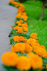 Flowerbed of marigold flowers. Selective focus.