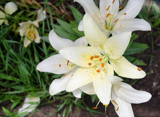 Lilies are blooming. Garden flowers, yellow lily, royal flower. Rural life. Summer beauties of the garden - royal lilies. View from the side and top.