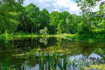 Fototapeta na wymiar Forest landscape of a lake. Forest around the lake on a summer, sunny day