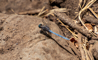 Blue dragonfly resting on rock