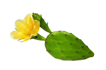 Opuntia cactus (prickly pear) with yellow flower isolated on white background