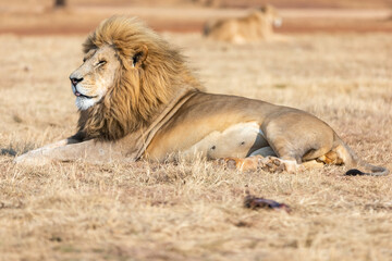 White male lion in South Africa. Amazing animal.