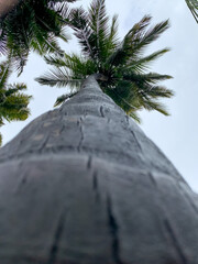 A big coconut tree close-up shot