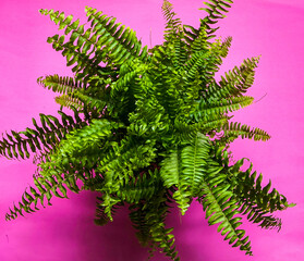 Boston fern plant (Nephrolepis cordifolia) shot on plain pink surface. Top view, from above, flat lay. Botanical background.  © Diana