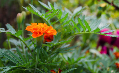 Yellow-orange petals of Mexican marigolds appear through green leaves. Macro photo. Garden by children and autumn.