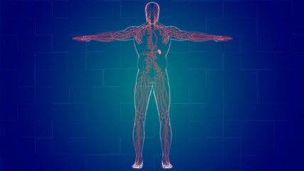 Human Lymph Nodes Anatomy For Medical Concept 3D